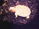[ albino eastern box turtle ]