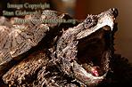 ALLIGATOR SNAPPING TURTLE - royalty-allsn02th.jpg  Size: 39 Kb