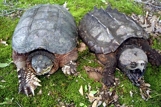 alligator common snapping turtle vs snapper between chelydra turtles difference florida snaping largest ever caught biggest animals serpentina left right