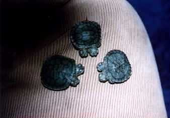  TWO-HEADED RED-EARED SLIDER 
