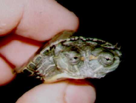  TWO-HEADED RED-EARED SLIDER  