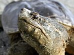 COMMON SNAPPING TURTLE - royalty-free01.jpg  Size: 35.5 Kb