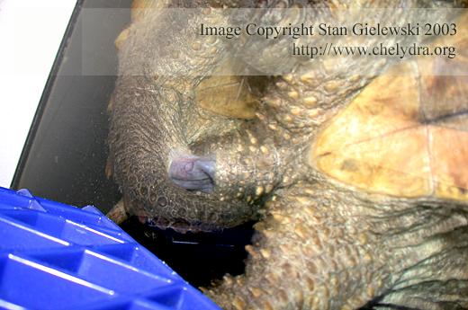  snapping turtle copulation - close up 