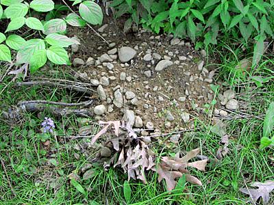  snapping turtle nest 