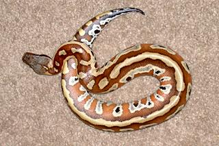  Blood Python - Python brongersmai 