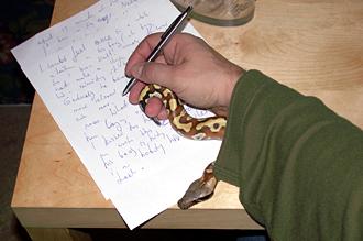  Blood Python - Python brongersmai 