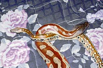  Blood Python - Python brongersmai 