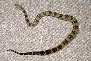  Boa Constrictor - Boa constrictor 