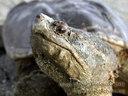 Chelydra.org - Snapping Turtle Page - Free Photo Prints