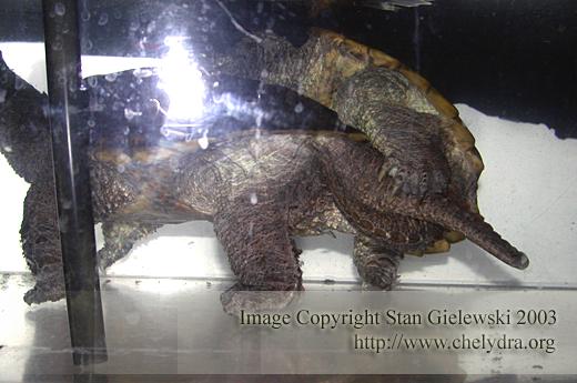 Snapping Turtle Reproduction 